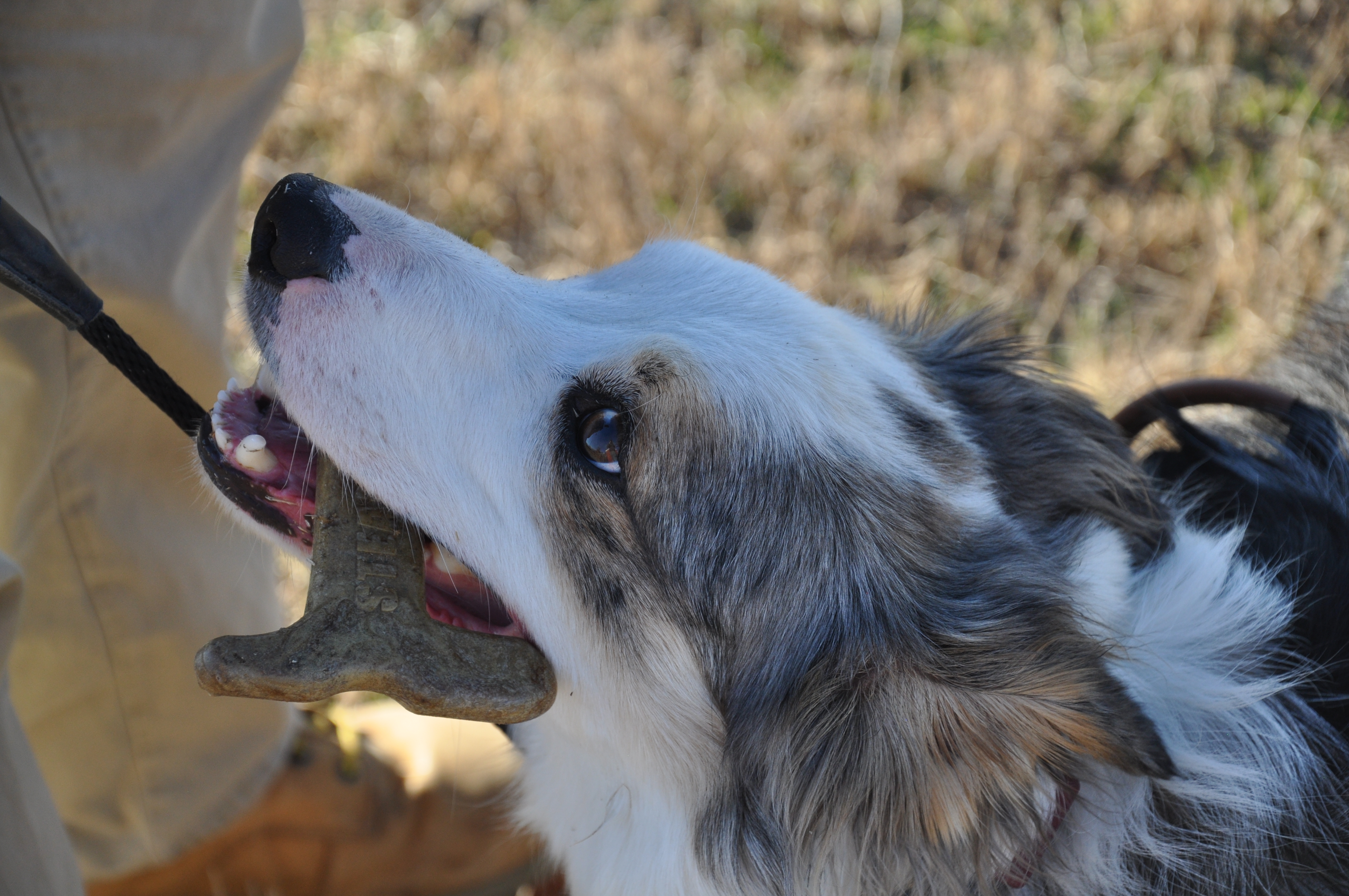 SteakyBone injection molded dog chew