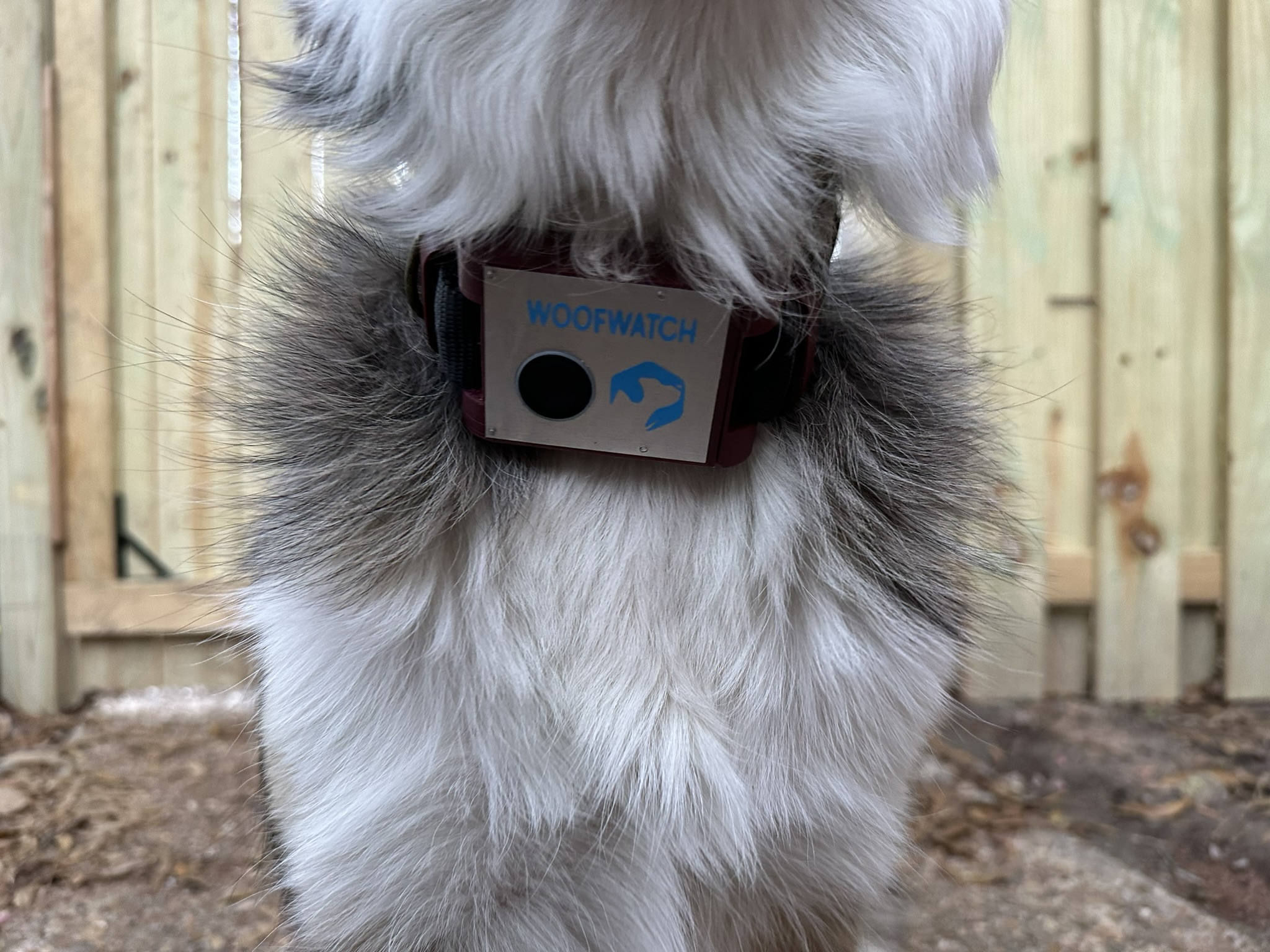 WoofWatch prototype worn on a dog